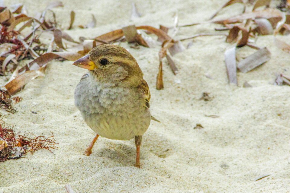 Beach wildlife nature