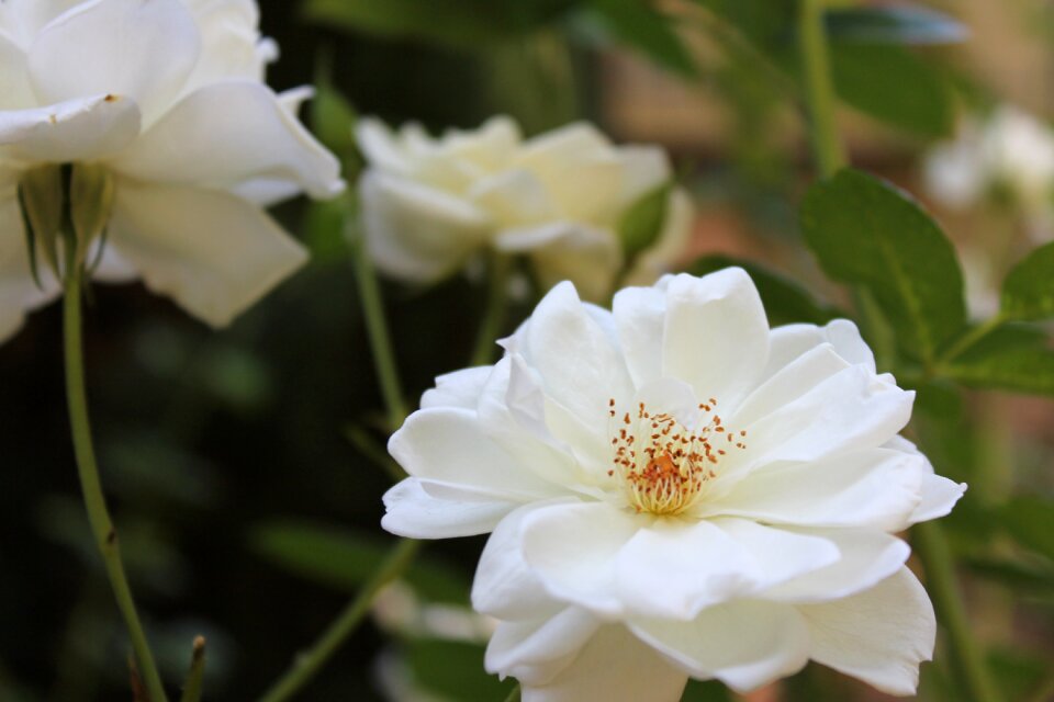 Garden summer blossom