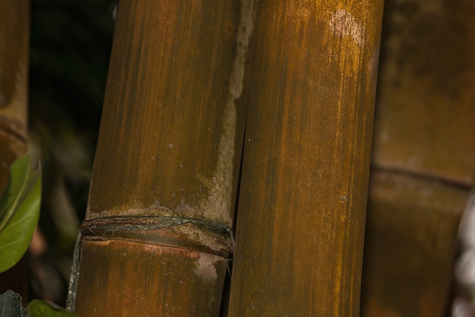 Rough giant bamboo dendrocalamus aper myanmar