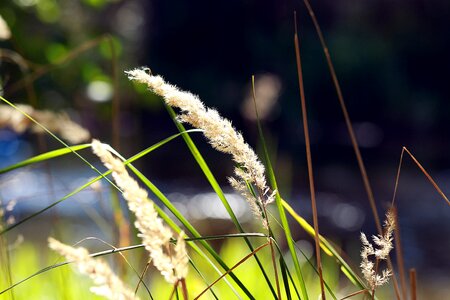 Meadow nature summer photo