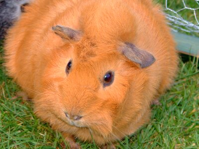 Fluffy red orange animals
