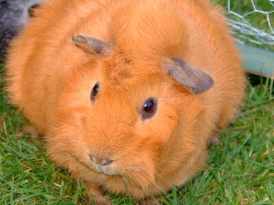 Fluffy red orange animals photo