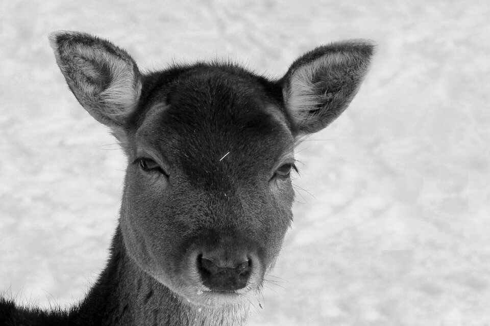 Forest animal winter