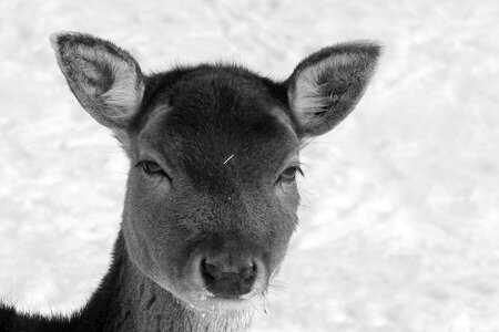 Forest animal winter