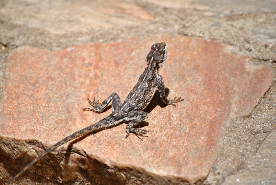 Africa serengeti reptile