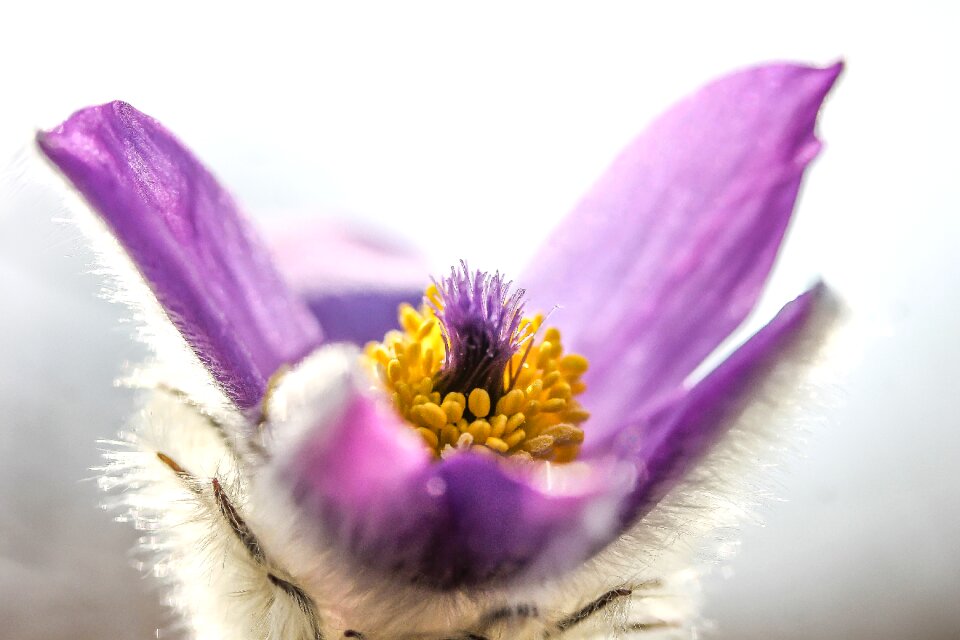 Nature macro plant