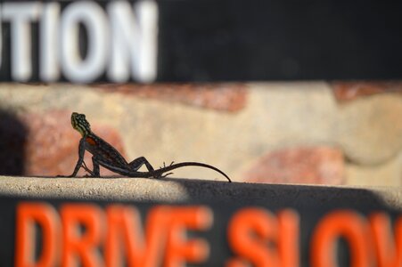 Gecko animal dry
