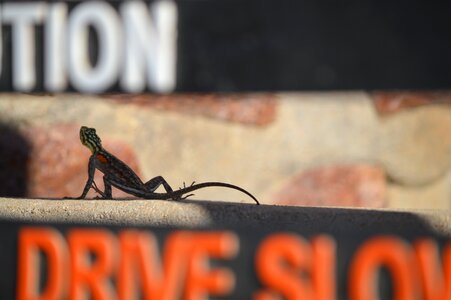 Gecko animal dry photo