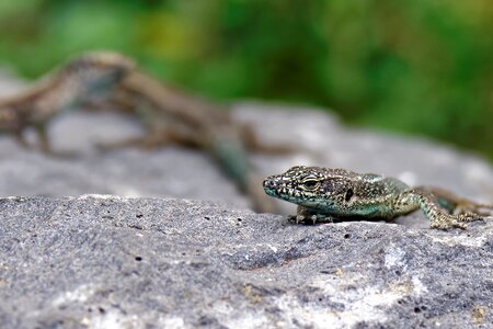 Curious animal world creature