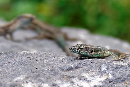 Curious animal world creature photo