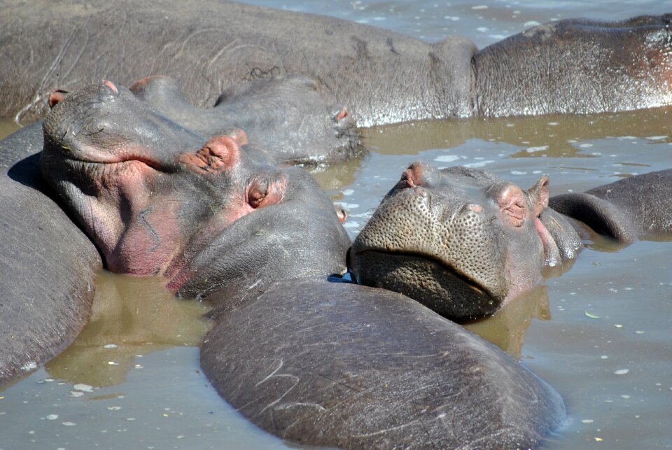 Water serengeti pachyderm