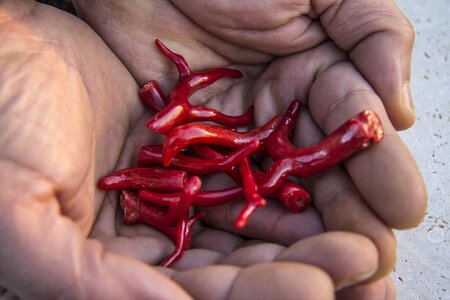 Red jewelry sea