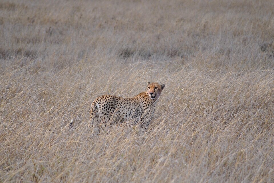 Safari africa cheetah