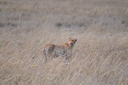 Safari africa cheetah photo