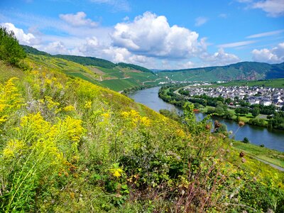 Germany wine vineyards