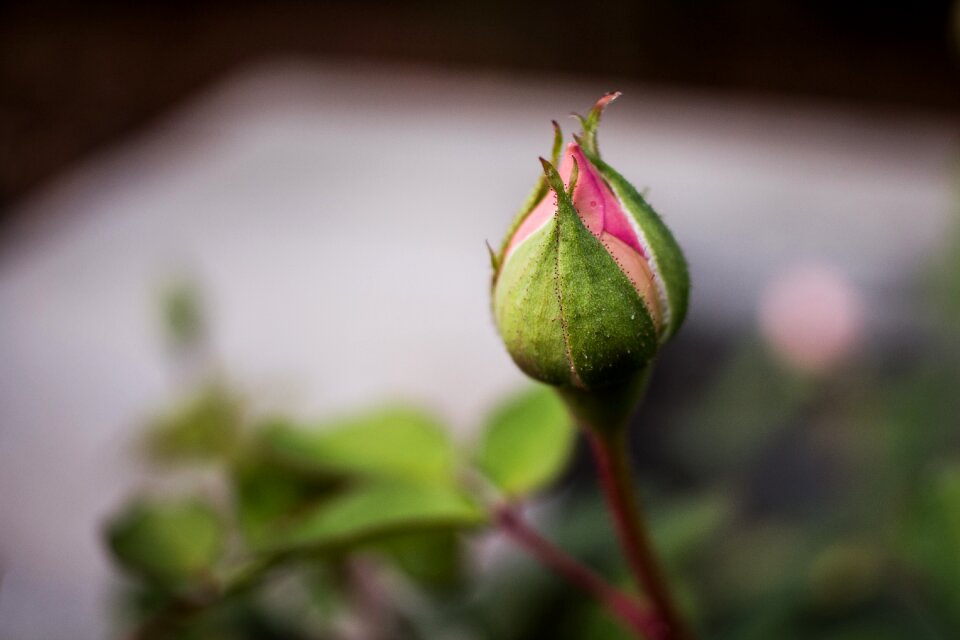 Blossom botanical bud