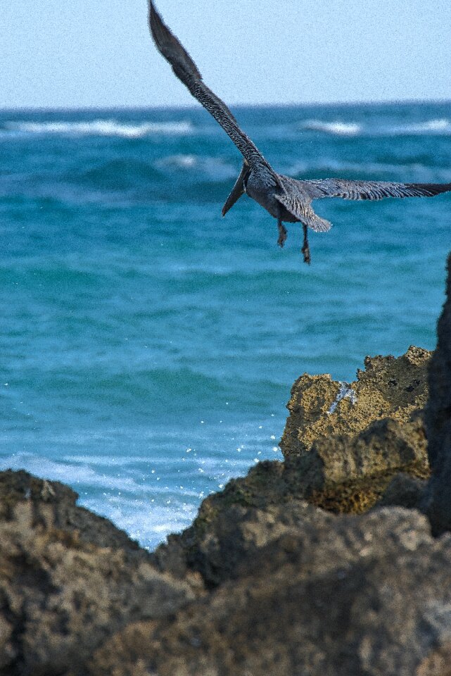 Cormorant water blue