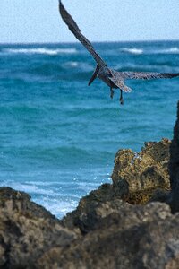 Cormorant water blue