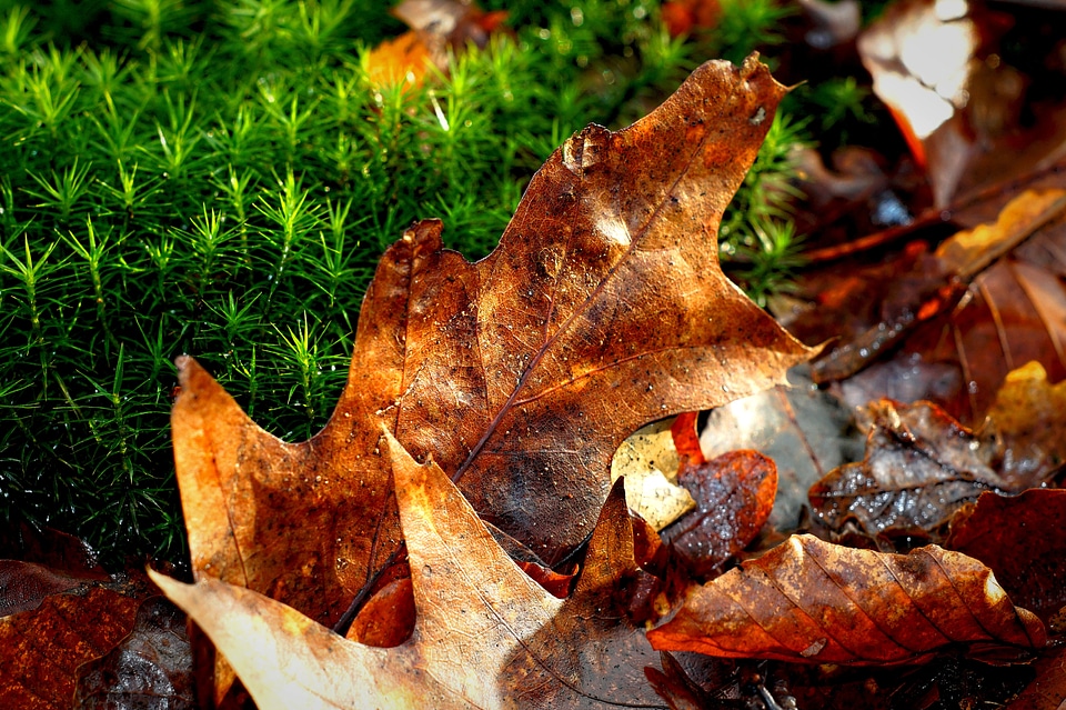 Leaf autumn moss