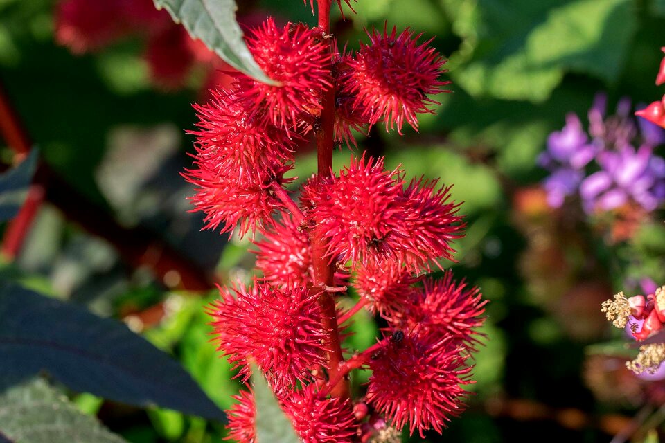 Bloom red flower nature
