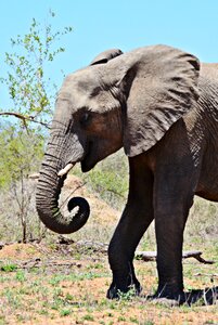 Pachyderm wildlife