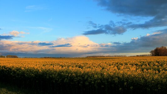 Oilseed rape field of rapeseeds sky