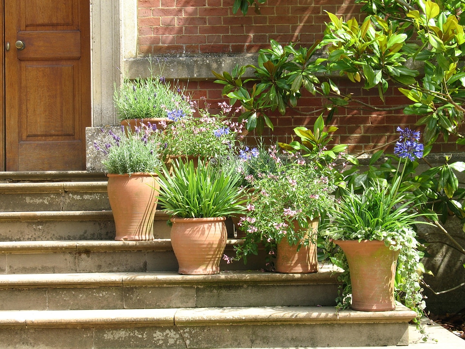 Plant pot flowers steps