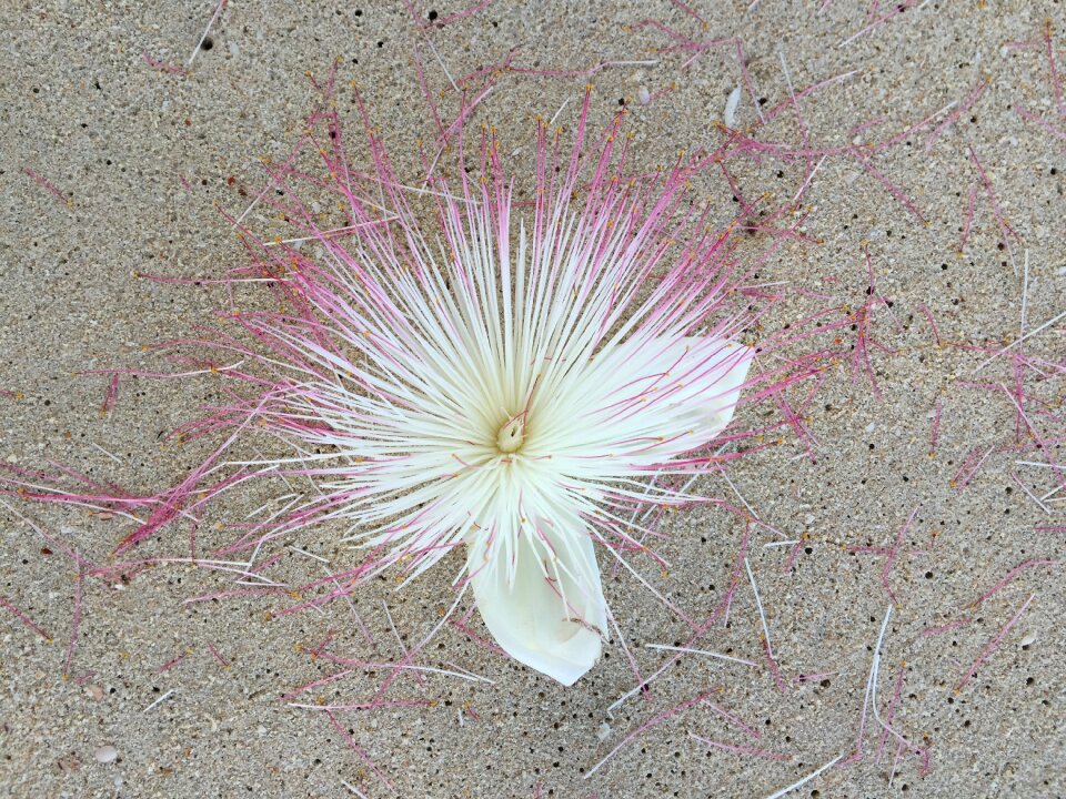 Sand beach flowers