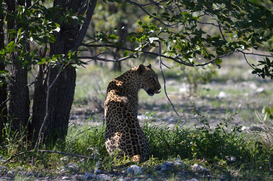 Etosha wild animal big cat