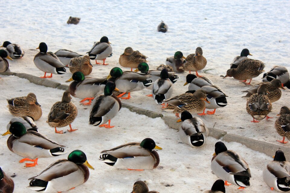 Birds lake nature photo