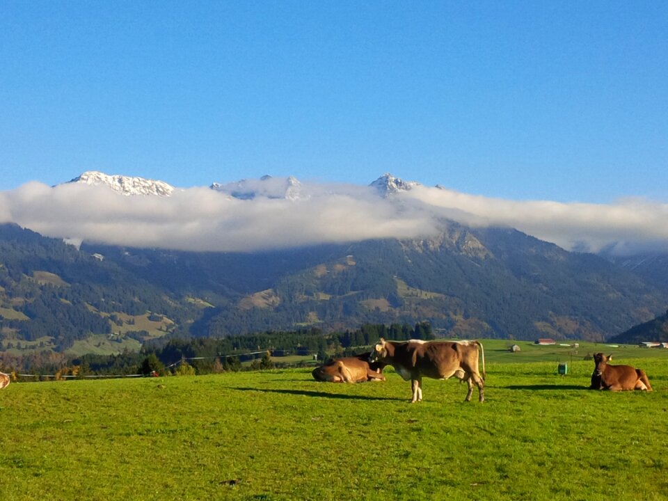 Landscape cattle bavaria