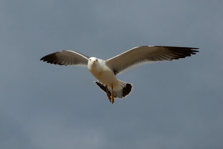 Beach sea gull seagull photo