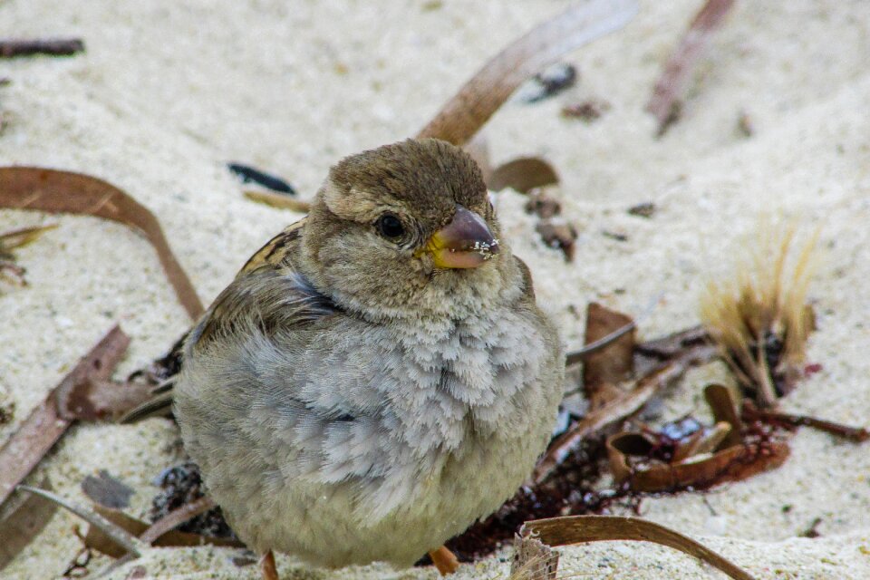 Beach wildlife nature