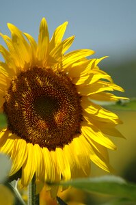 Sunflower campaign Free photos