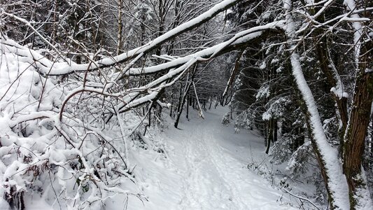 Landscape snow snowy trees path