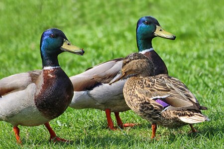 Spring meadow waterfowl drake