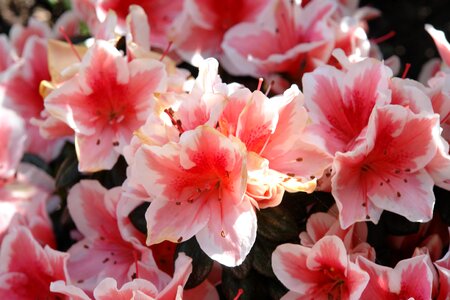 Pink white petals