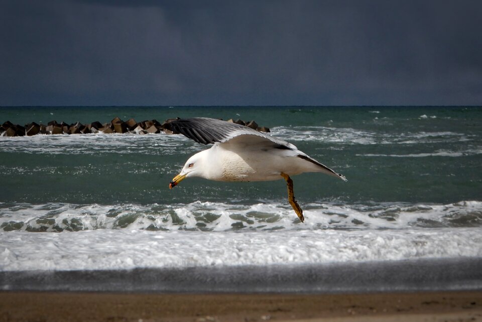 Wave sea gull seagull