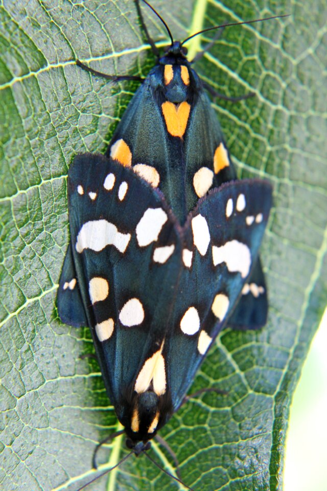 Butterfly fauna entomology