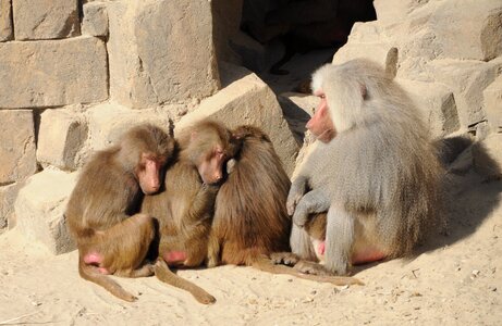 Zoo ape pair
