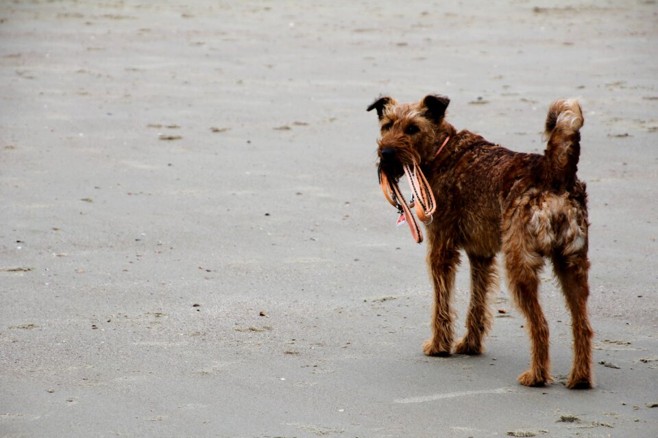 Golden retriever most beach sea