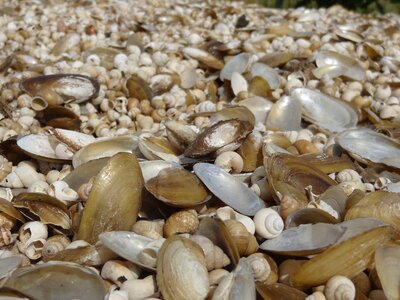 Ocean beach seashell