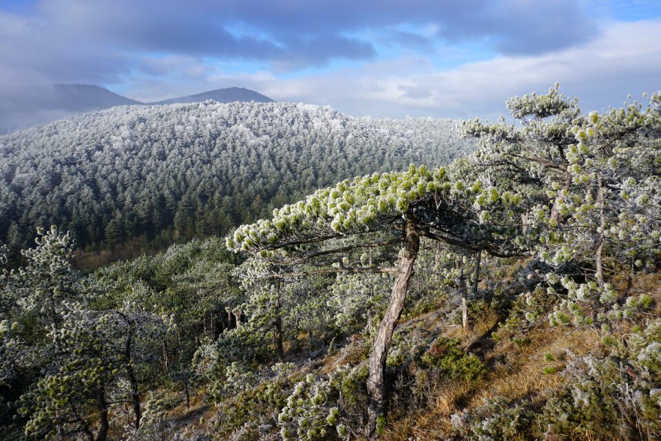 Winter trees ripe mood