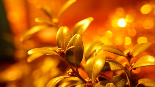 Twigs foliage macro