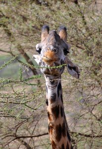 Tanzania serengeti park national park
