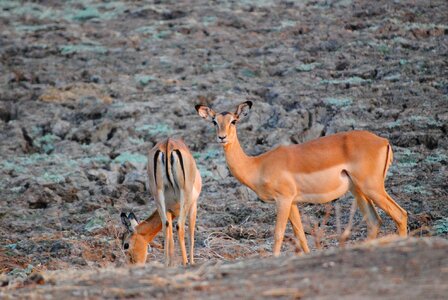 Zambezi south luangwa antelope photo