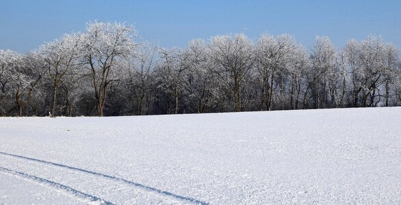 Iced winter mood icy trees photo