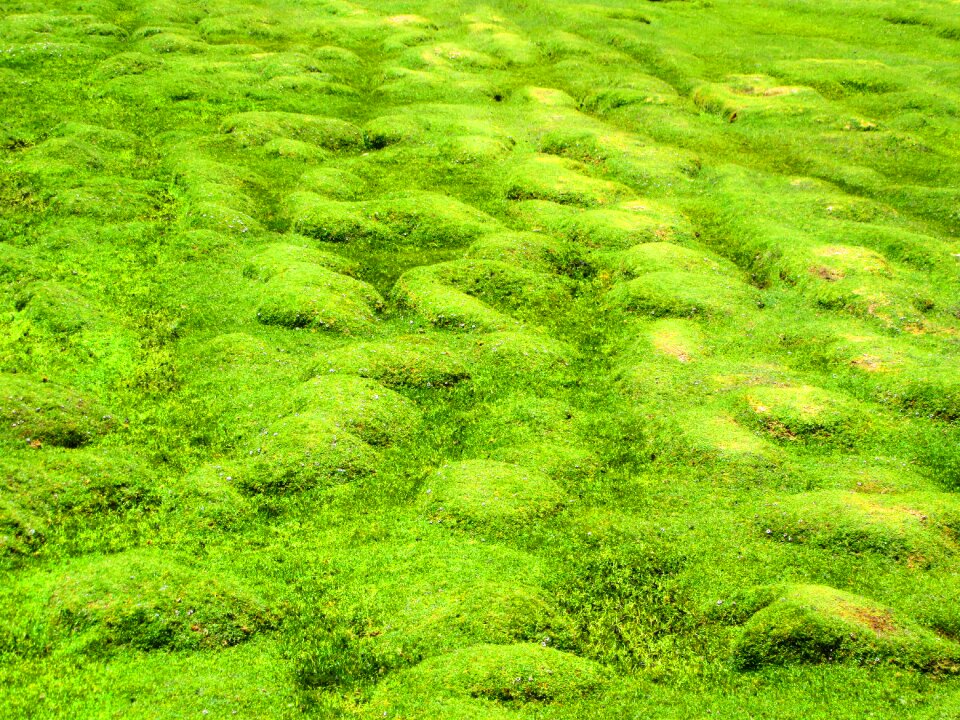 Nature grasses soft