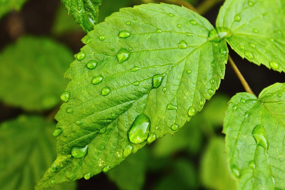 Plant drops foliage