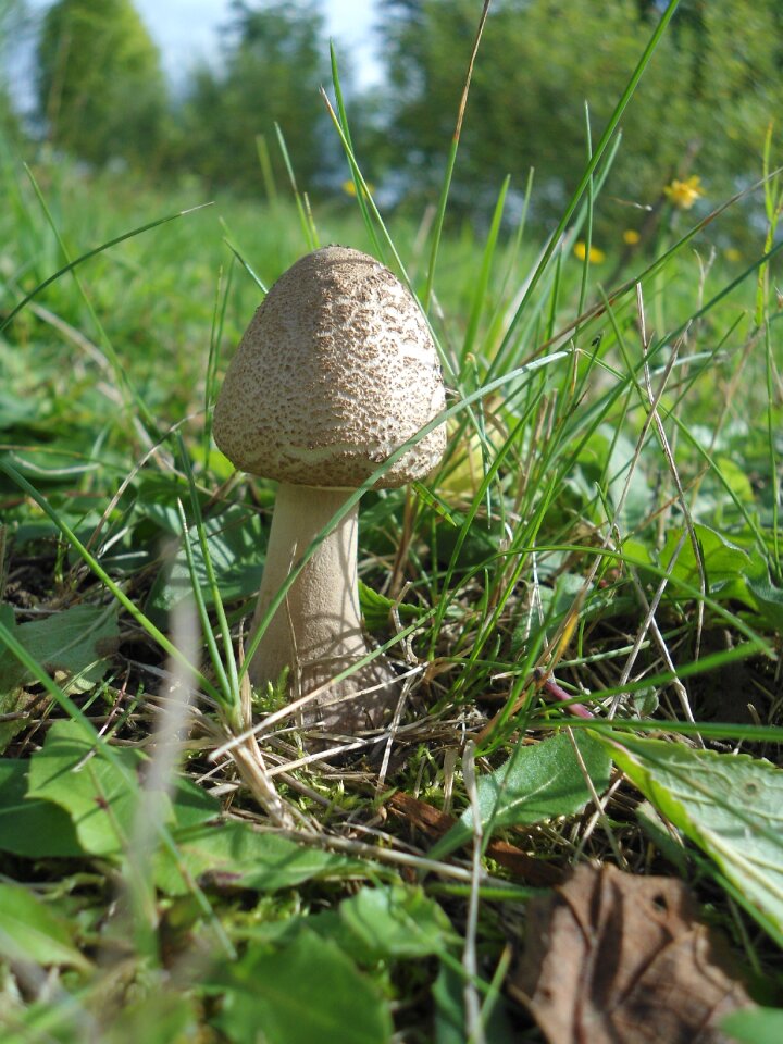 Forest parasol mushroom nature